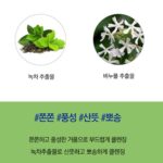 Holika Holika Daily Fresh Green Tea Cleansing Foam 150 ml